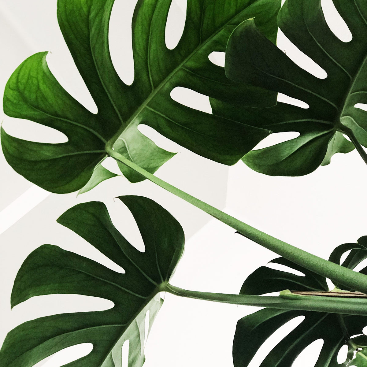 Silk Monstera Frond