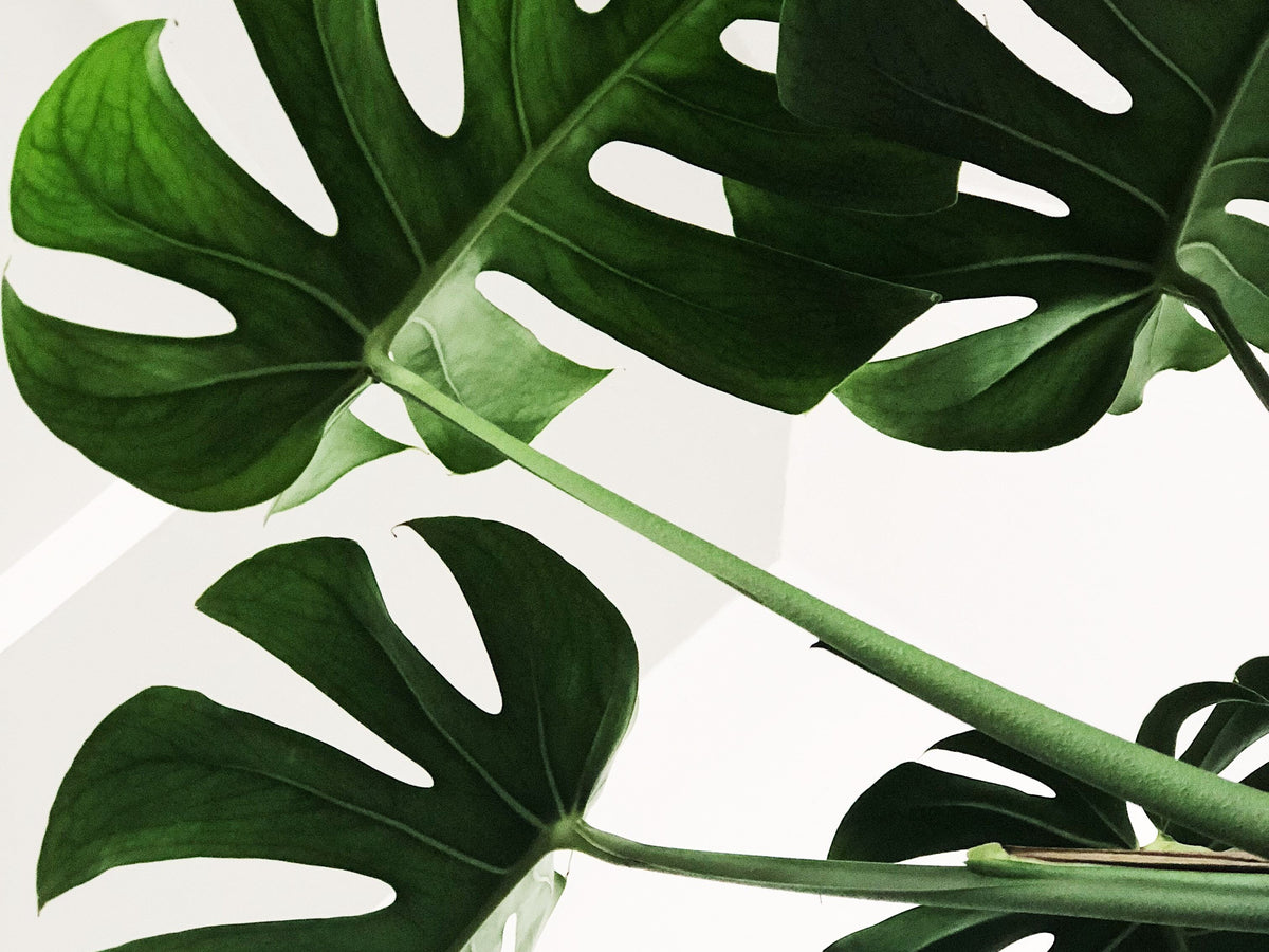 Silk Monstera Frond